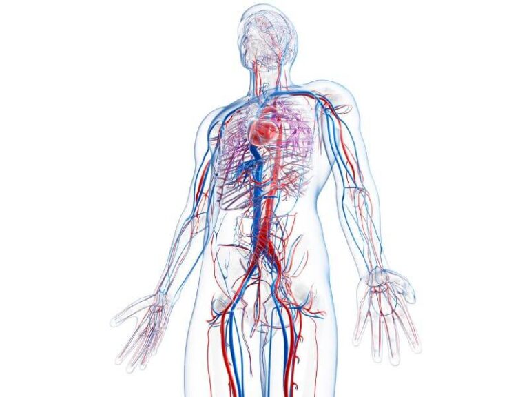 Ilustração do sistema vascular humano