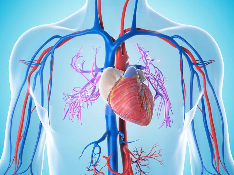 Diagrama anatômico do sistema vascular